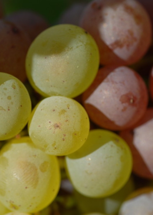 Traminer Farbmutation ANT 1224
